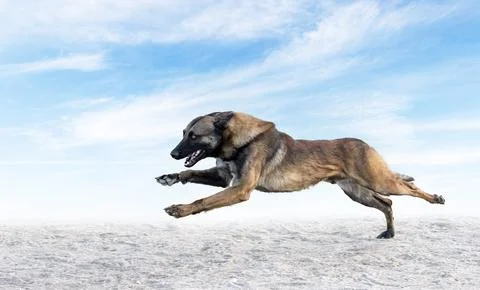 Training of belgian shepherd Stock Photos