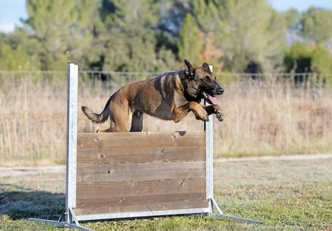 Training of belgian shepherd Stock Photos