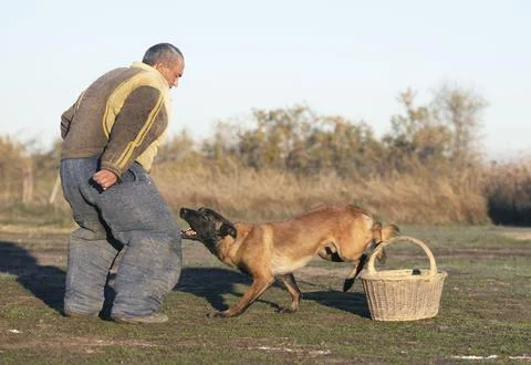 Training of belgian shepherd Stock Photos
