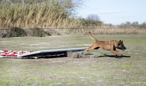 Training of belgian shepherd Stock Photos
