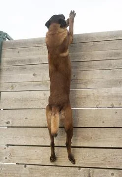 Training of belgian shepherd Stock Photos