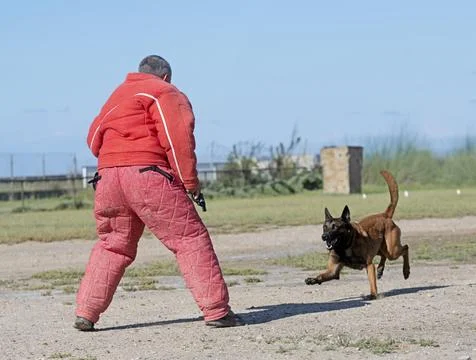 Training of belgian shepherd Stock Photos