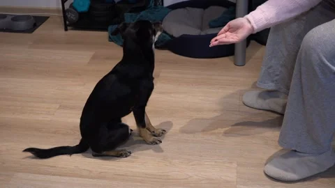 Training black dog to respond to no command, obedience correction, discipline Stock-Footage 324732227