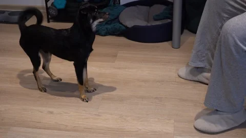 Training black dog to sit command, obedience lesson with domestic pet Stock Footage 324732317