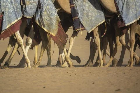 Training for camel racing in the Rub' al Khali empty quarter desert, Najran.. Stock Photos