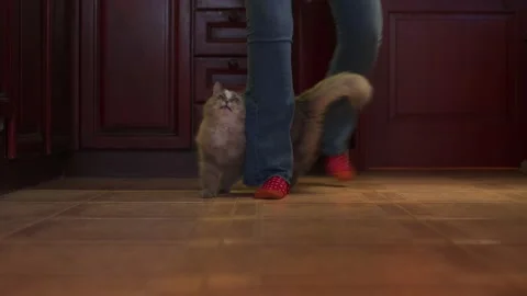 Training a cat that does a trick called "snake." Stock Footage 136222474