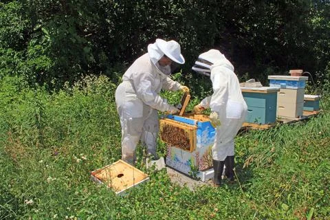 Training a Child to Work with Bees Stock Photos