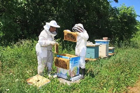 Training a Child to Work with Bees Stock Photos