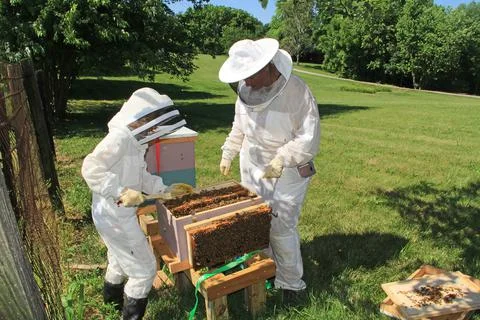 Training a Child to Work with Bees Stock Photos