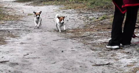 Training the command come to me in the forest for jack russell terrier puppi 스톡 동영상 309245363