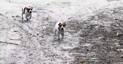Training the command to me in the forest for Jack Russell Terrier puppies. E 스톡 동영상 309245378