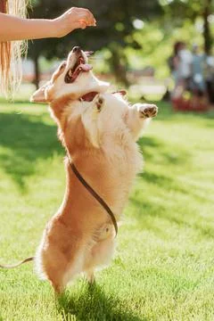 Training a Corgi dog that performs the command to stand on two legs on a sunn Stock Photos