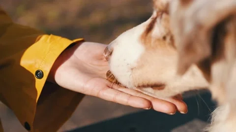 Training the dog to eat food, eats on command. Close-up of hand with feed. A Stock Footage 237032252