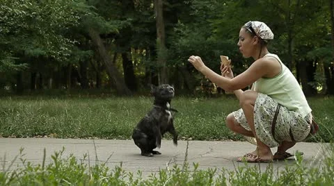 Training a dog Stock Footage 11442229