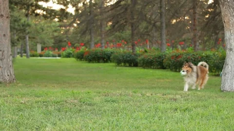 Training Dog Stock Footage 52567884