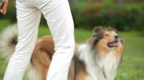 Training Dog Video stock 52567894