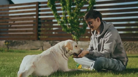 Training a dog by a guy, sitting on the grass, treats her with a treat. Stock Footage 248219932
