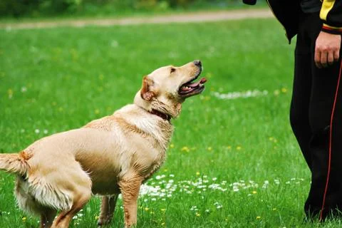 Training of the dog 库存照片