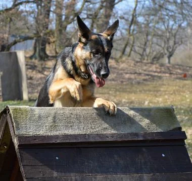 Training dog Stock Photos