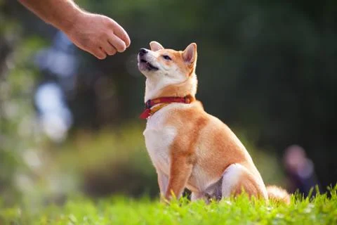 Training with dog Stock Photos