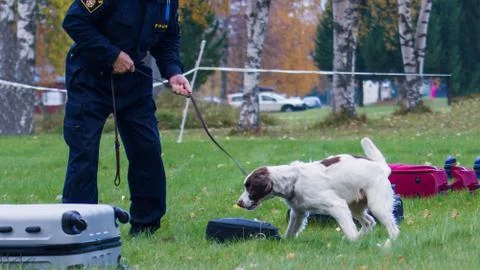 Training a dog Stock Photos