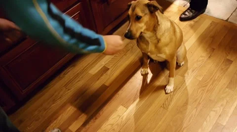 Training Dog Tricks Stock Footage