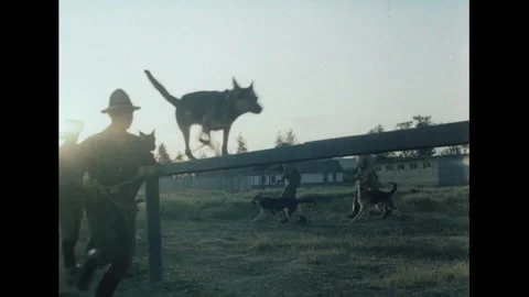 Training dogs for the Soviet army Stock Footage 166307179