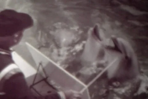 Training Dolphins Stock Footage 24673321