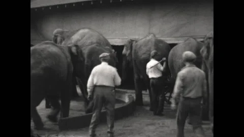 Training Elephants 1933 Video stock 197539209