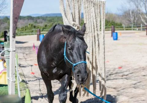 Training of equifeel Stock Photos