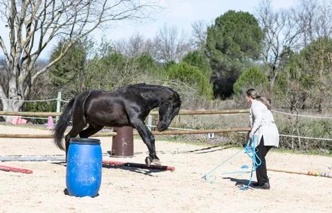 Training of equifeel Stock Photos