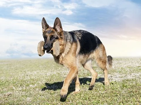 Training of german shepherd Foto stock