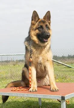 Training of german shepherd Fotos Stock