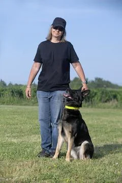 Training of german shepherd Foto stock