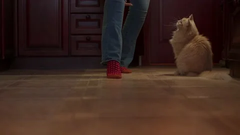 Training a ginger cat that does a trick called "snake." Stock Footage 136222537