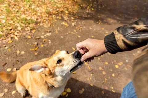Training a ginger dog outside. Practicing dog skills with dog treats. Walki.. Stock Photos