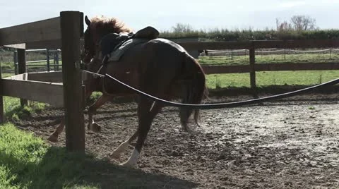 Training a horse Stock Footage 20645001