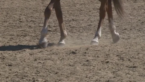 Training for horse riding Stock Footage 76126953