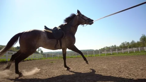 Training of the horse running in a small circle Stock Footage 89299562