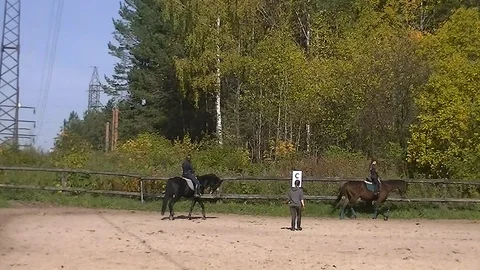 Training of horses on the field Stock Footage 95945366