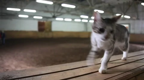 Training with horses Stock Footage