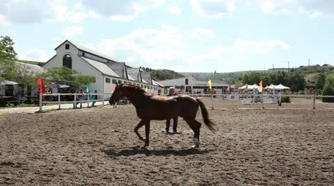 Training of horses Stock Footage 11102034
