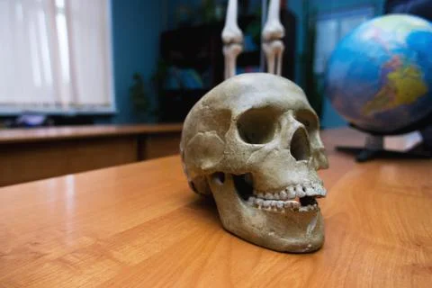 Training the human skull on the table. Stock Photos