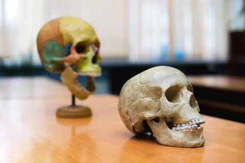 Training the human skull on the table. Stock Photos