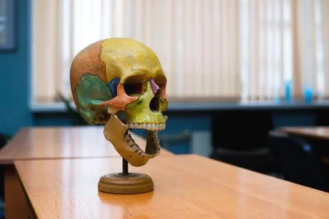 Training the human skull on the table. Stock Photos