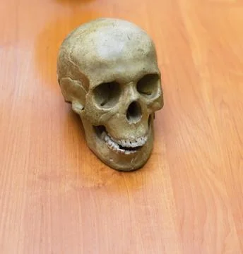 Training the human skull on the table. Stock Photos