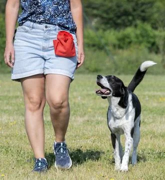 Training of hunting dog Stock Photos