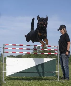 Training of jumping Stock-Fotos