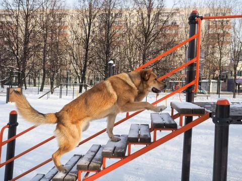 Training large dog training to move up the stairs Stock Photos