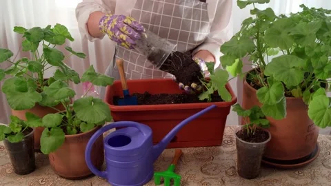 Training, master classes and courses in floristry botany European flower. Stock Footage 171361119